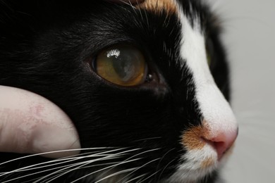 Photo of Veterinarian examining cute cat with corneal opacity on blurred background, closeup