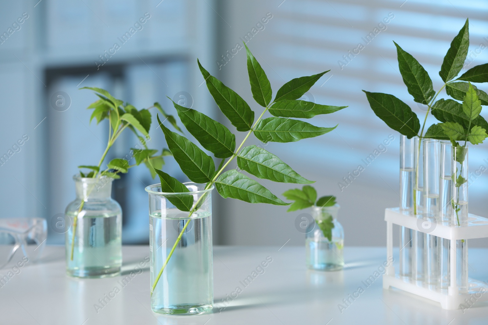 Photo of Laboratory glassware with plants on white table, toned in blue