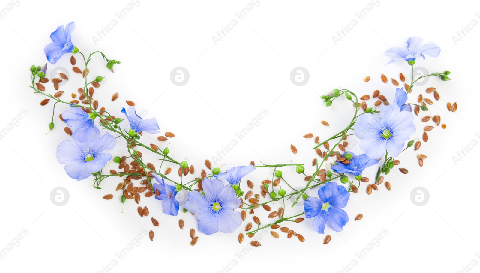 Photo of Flax flowers and seeds on white background, top view