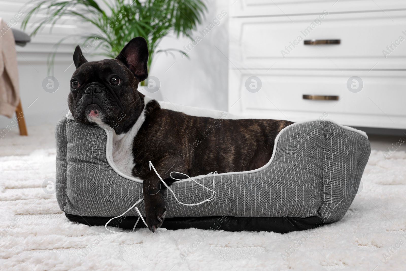 Photo of Naughty French Bulldog with damaged wired earphones on dog bed in room