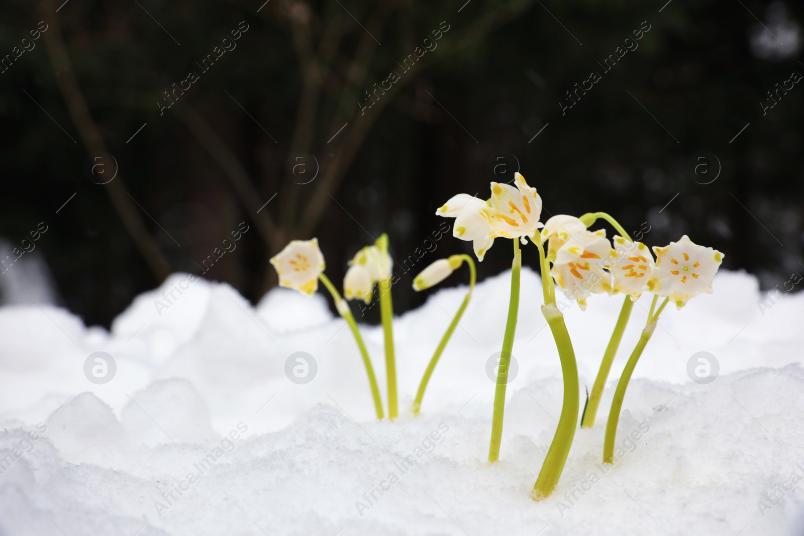 Photo of Spring snowflakes growing outdoors on winter day. Beautiful flowers