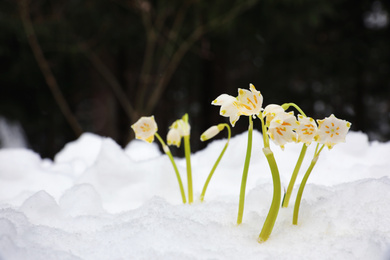 Photo of Spring snowflakes growing outdoors on winter day. Beautiful flowers
