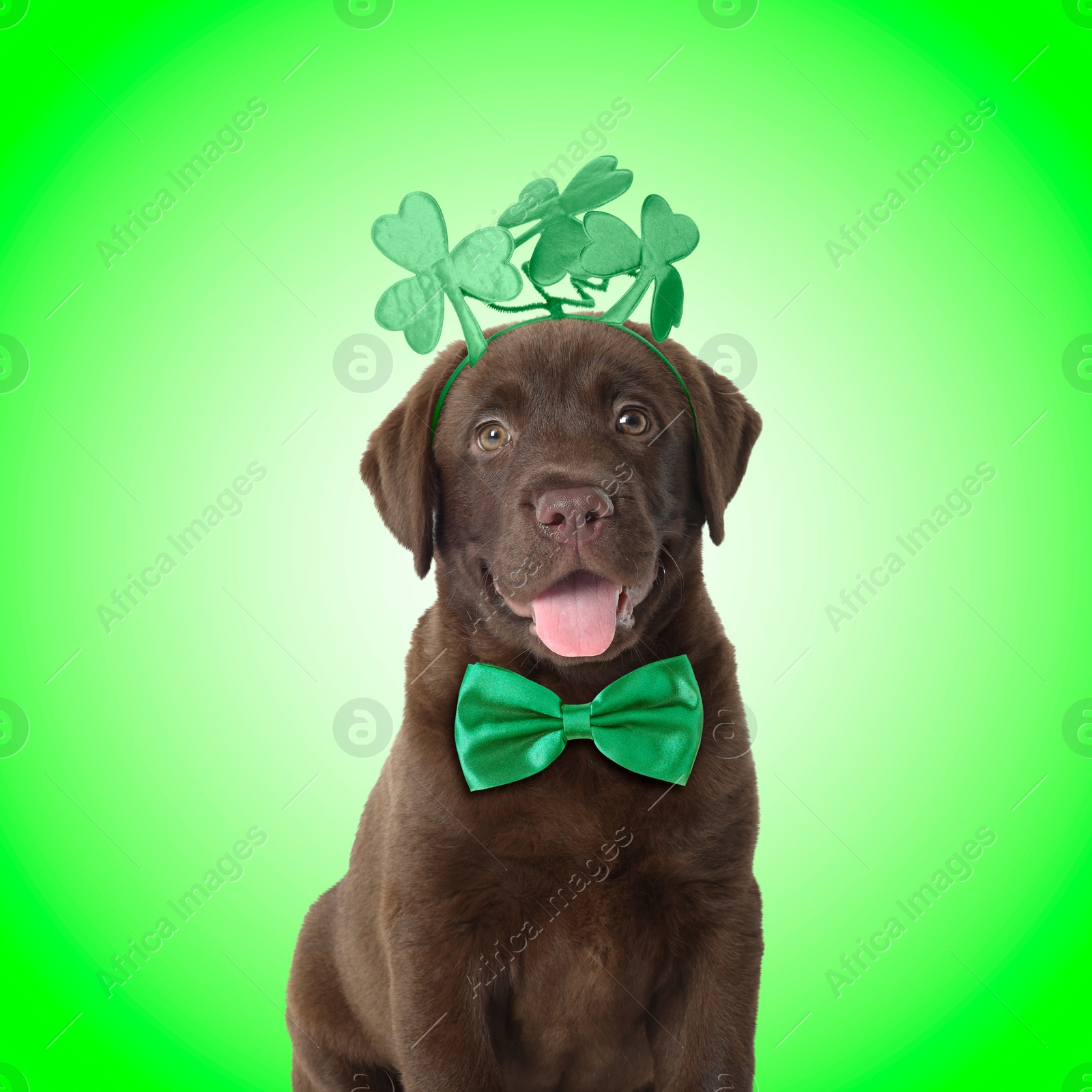 Image of St. Patrick's day celebration. Cute Chocolate Labrador puppy wearing headband with clover leaves and bow tie on green background