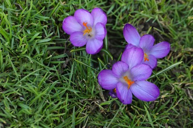 Photo of Beautiful purple crocus flowers growing in garden, top view