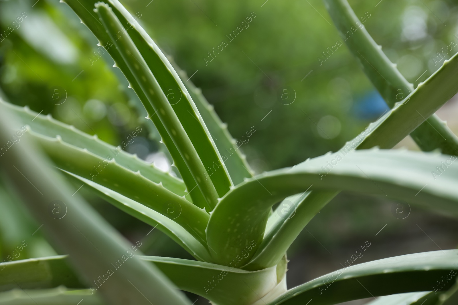 Photo of Beautiful green aloe vera plant on blurred background, closeup