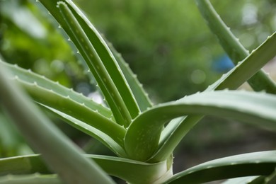 Photo of Beautiful green aloe vera plant on blurred background, closeup