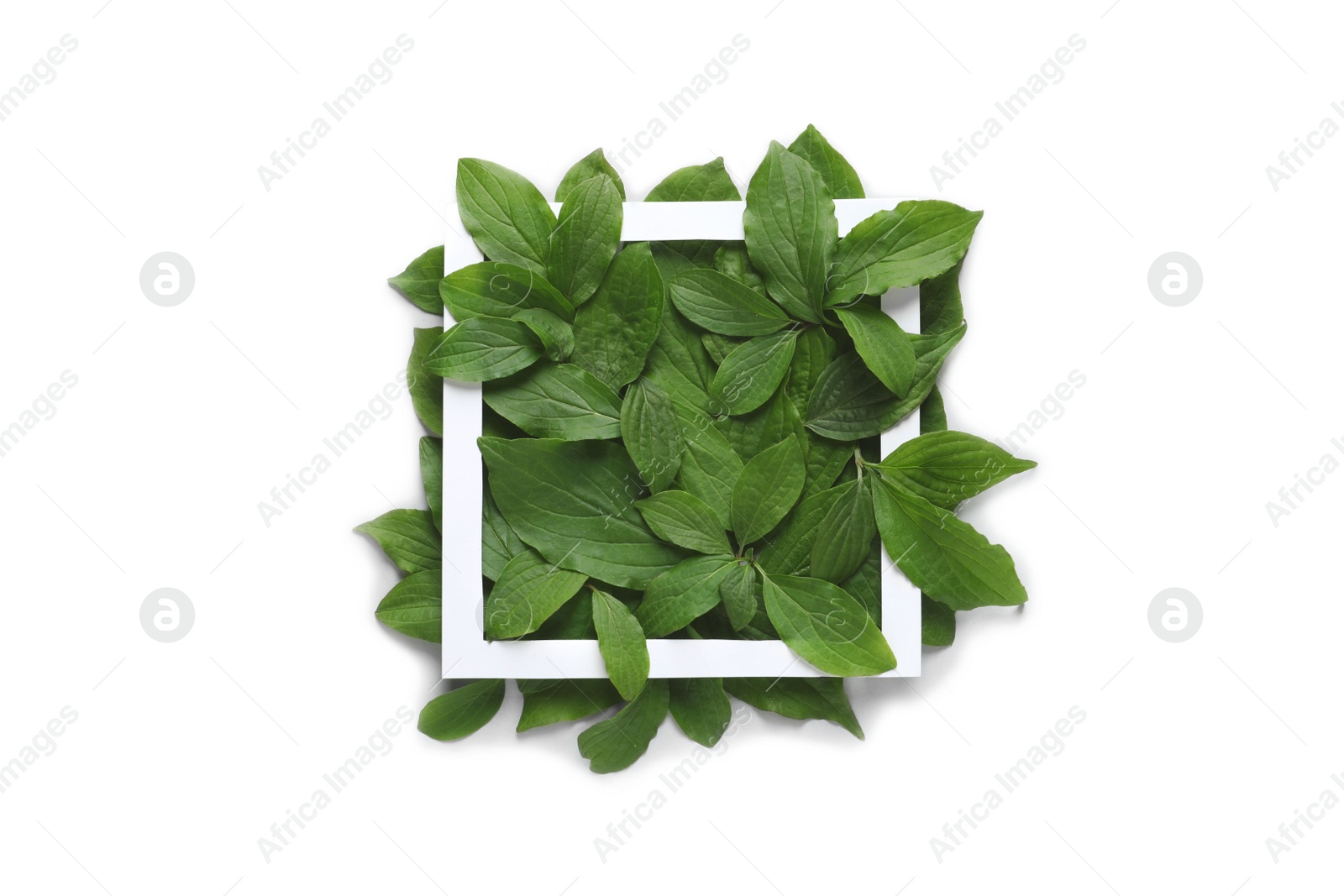 Photo of Composition with green leaves on white background, top view