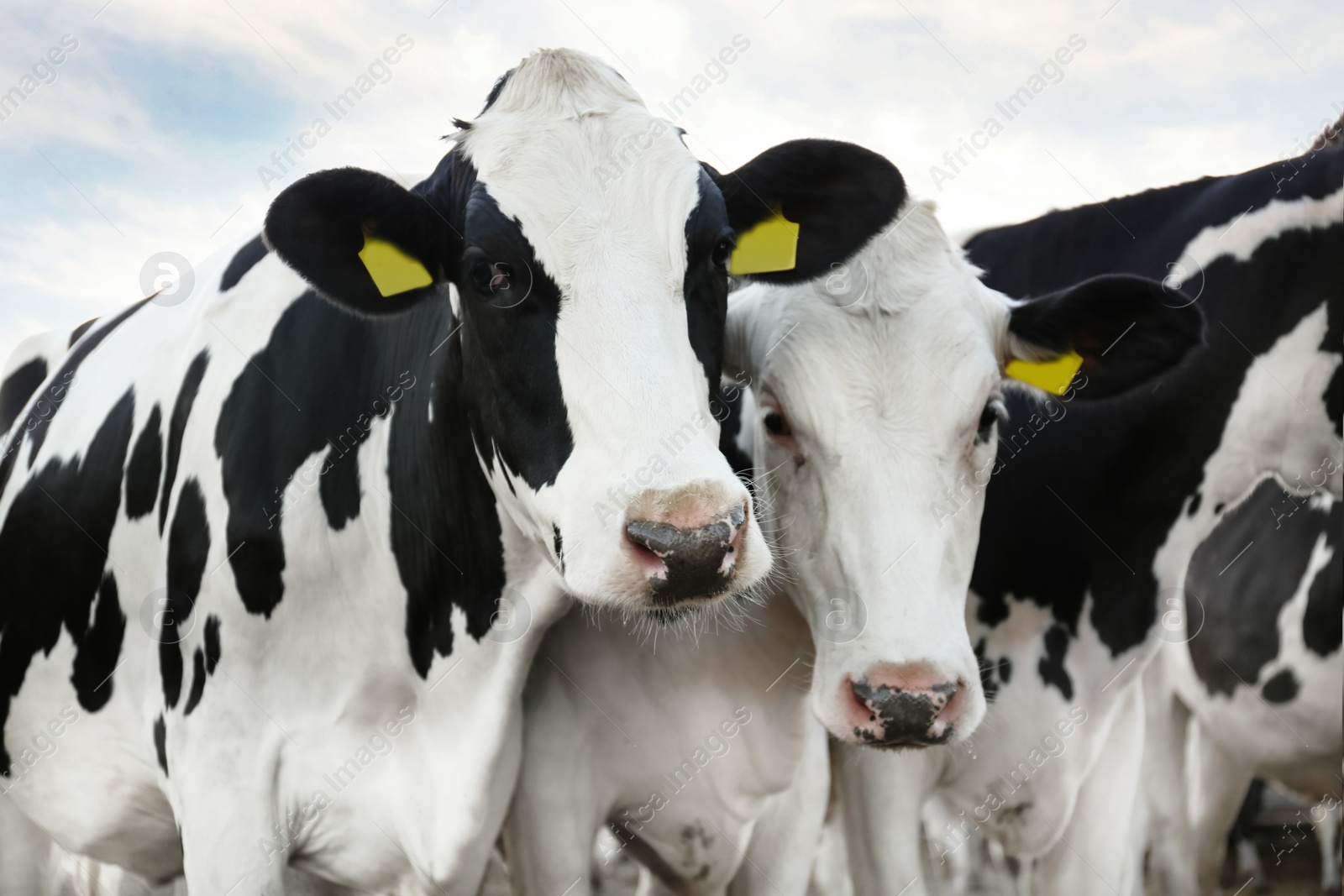 Photo of Many cute cows on farm. Animal husbandry