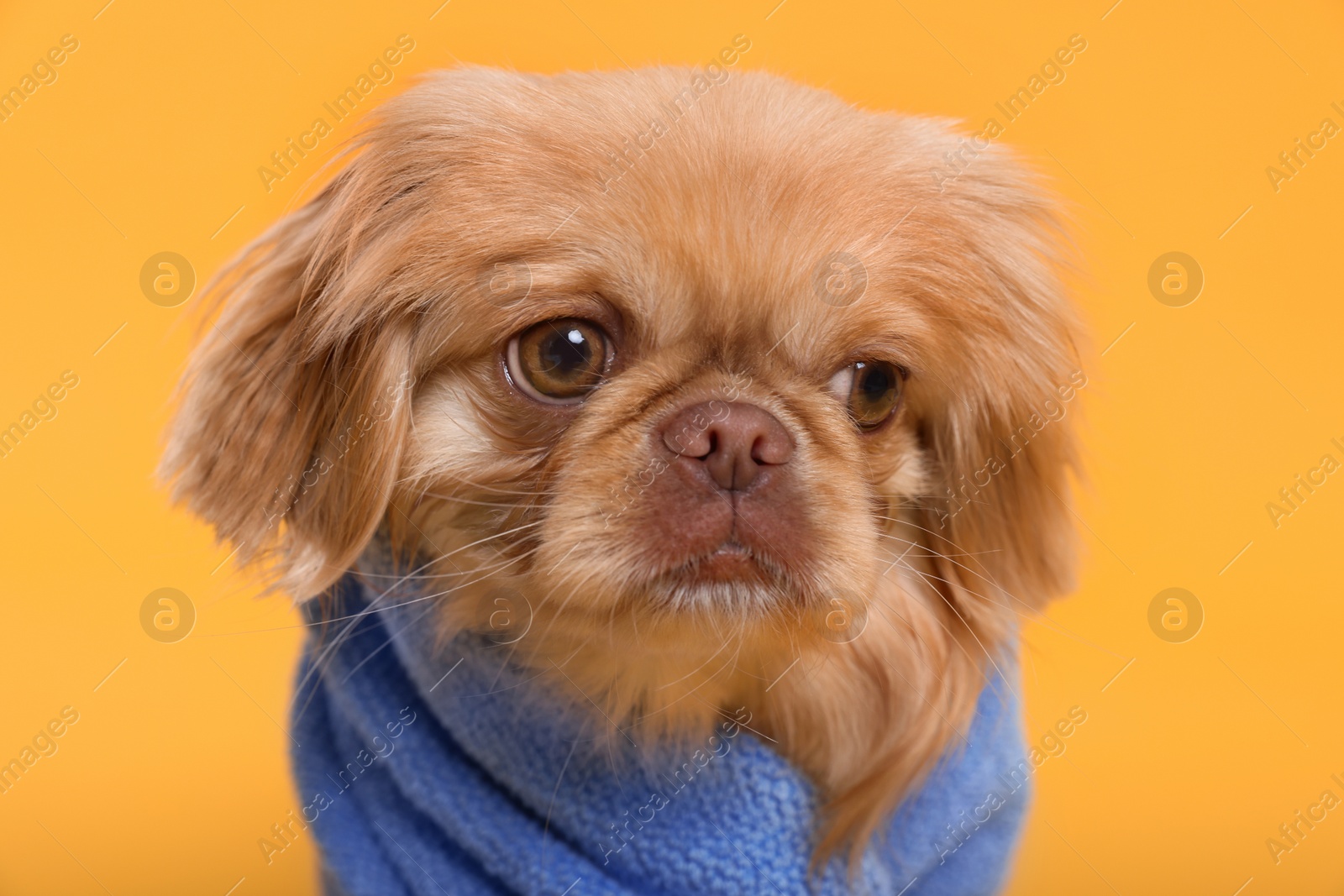 Photo of Cute Pekingese dog wrapped in towel on yellow background. Pet hygiene