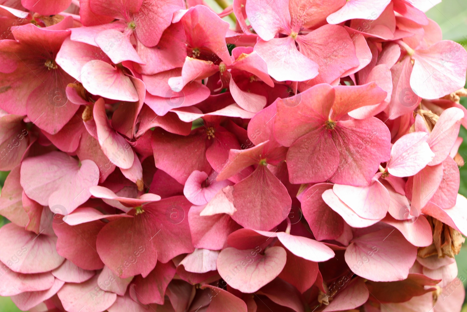 Photo of Beautiful pink hydrangea flower as background, closeup