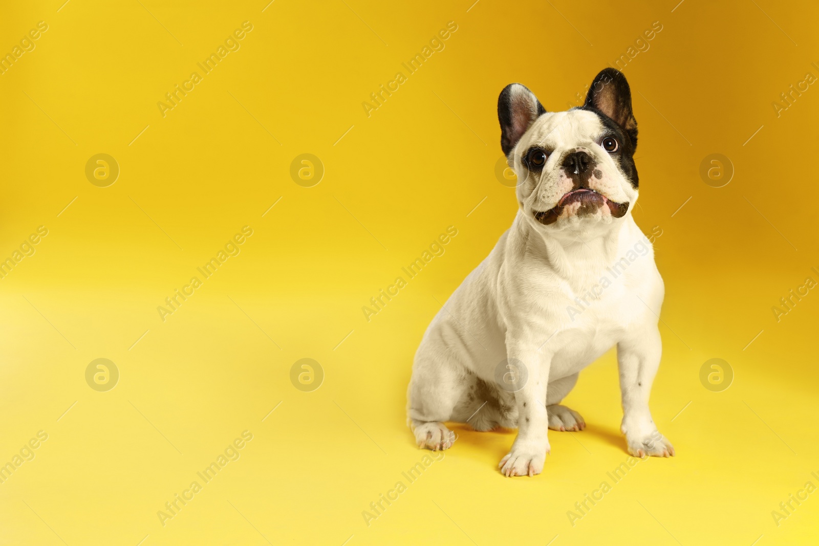 Photo of French bulldog on yellow background. Space for text