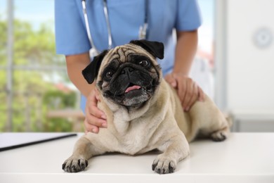 Image of Veterinarian examining cute pug dog in clinic, closeup
