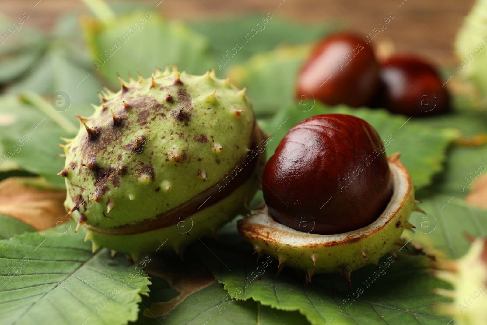 Photo of Horse chestnuts in husk and leaves on table, closeup