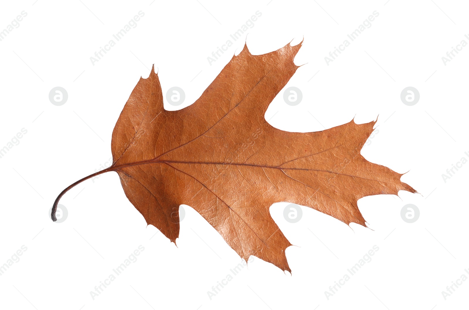 Photo of Autumn season. One dry brown leaf isolated on white