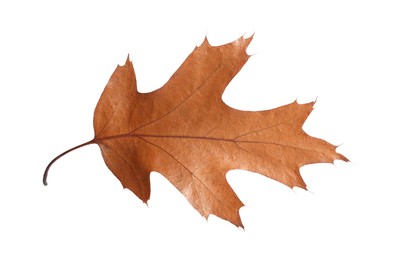 Photo of Autumn season. One dry brown leaf isolated on white