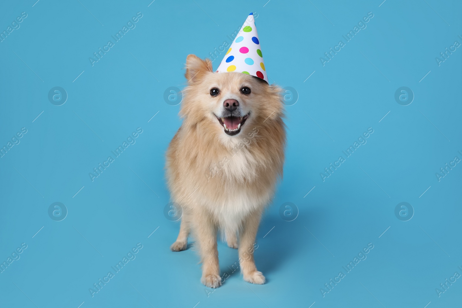 Photo of Cute dog with party hat on light blue background. Birthday celebration