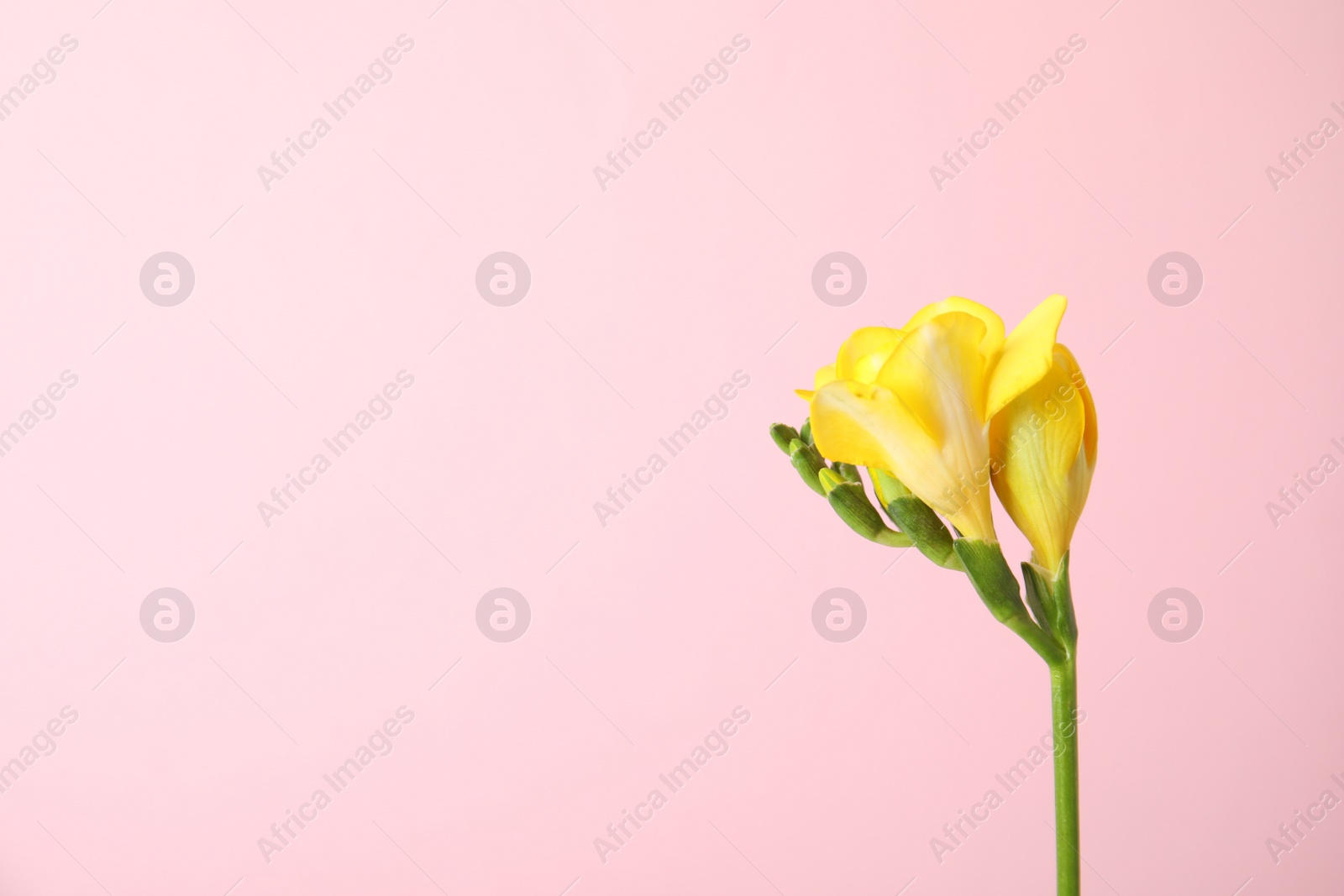 Photo of Beautiful freesia with fragrant flowers on color background. Space for text