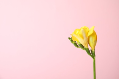 Photo of Beautiful freesia with fragrant flowers on color background. Space for text