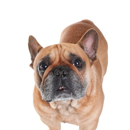 Photo of Cute French bulldog on white background. Funny pet