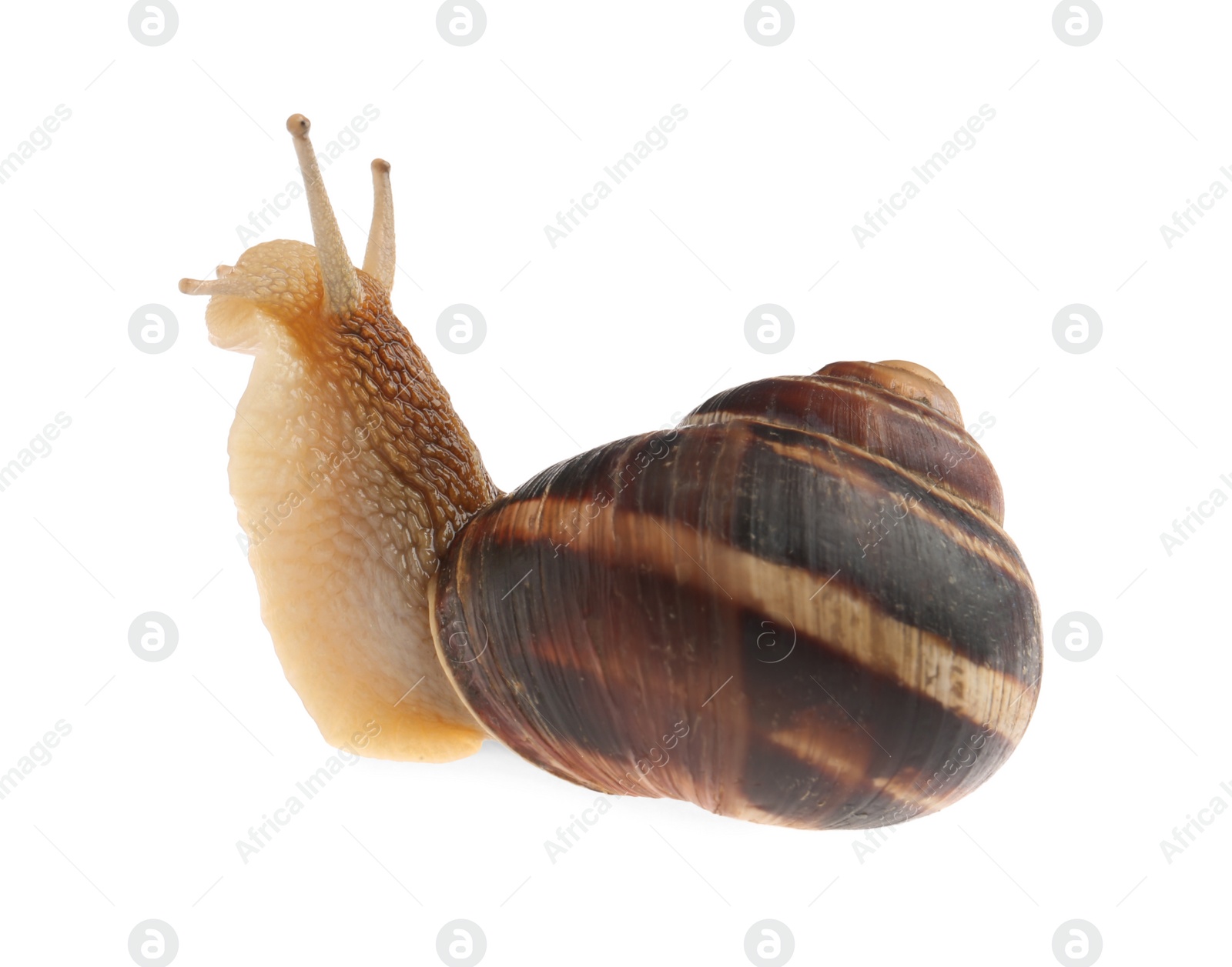 Photo of Common garden snail crawling on white background