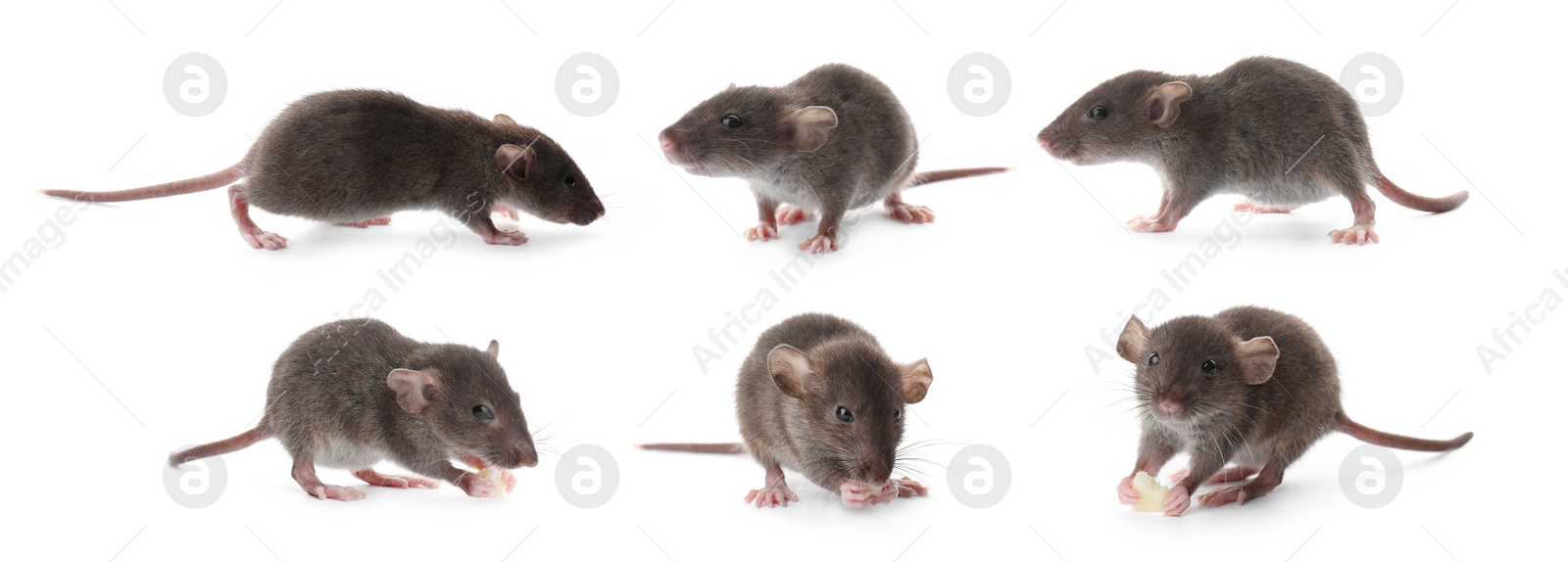 Image of Small rats on white background, collage. Pest control 