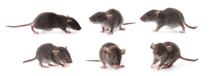 Small rats on white background, collage. Pest control 