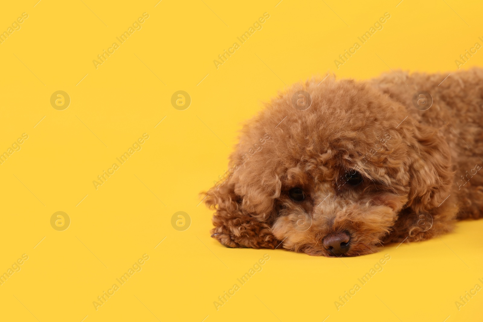 Photo of Cute Maltipoo dog on orange background, space for text. Lovely pet