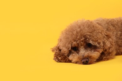 Cute Maltipoo dog on orange background, space for text. Lovely pet