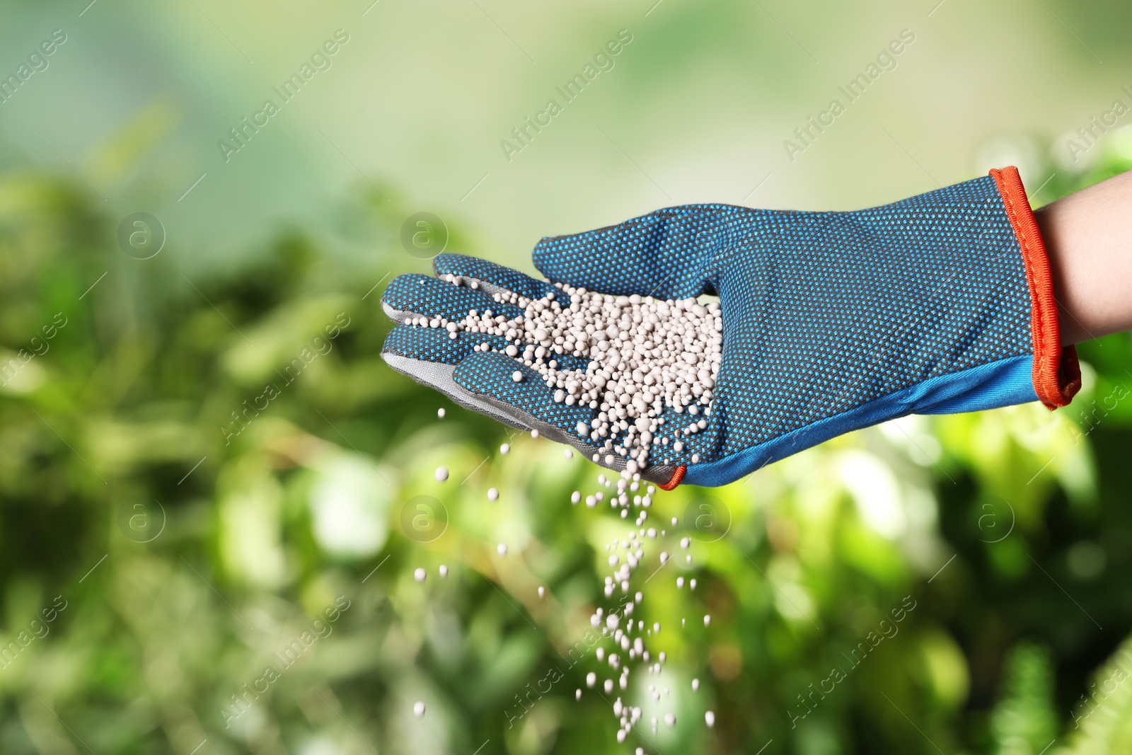 Photo of Woman in glove pouring fertilizer on blurred background, closeup with space for text. Gardening time