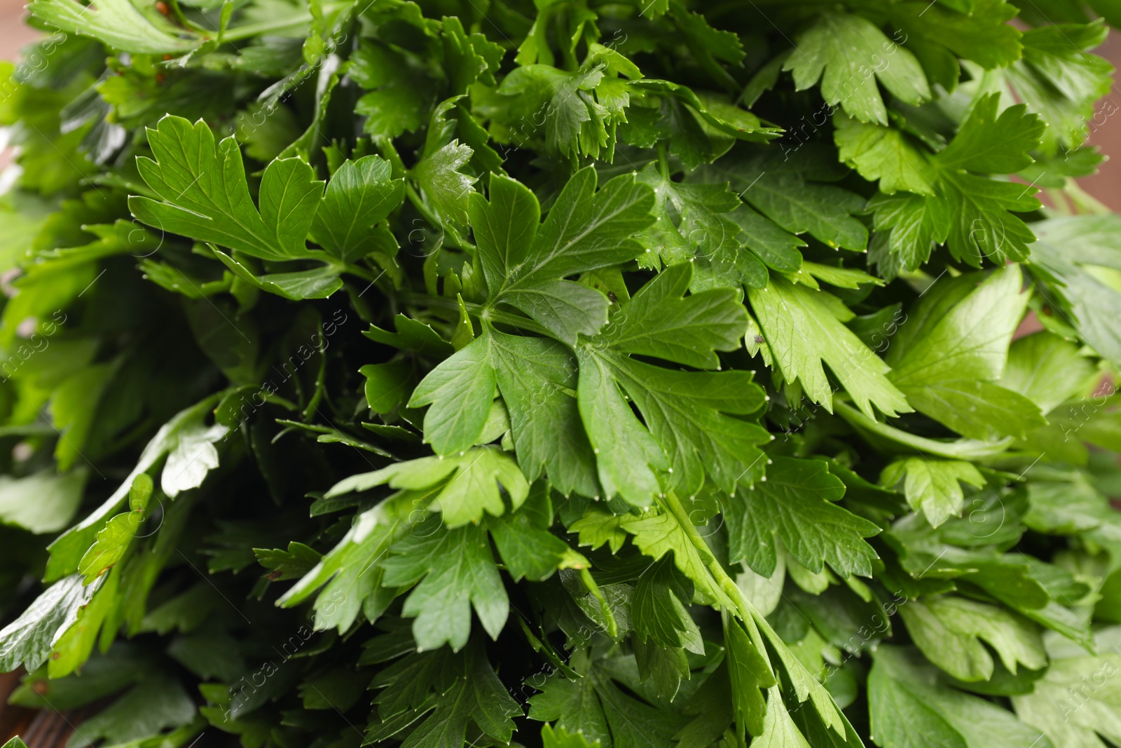 Photo of Fresh green parsley leaves as background, closeup