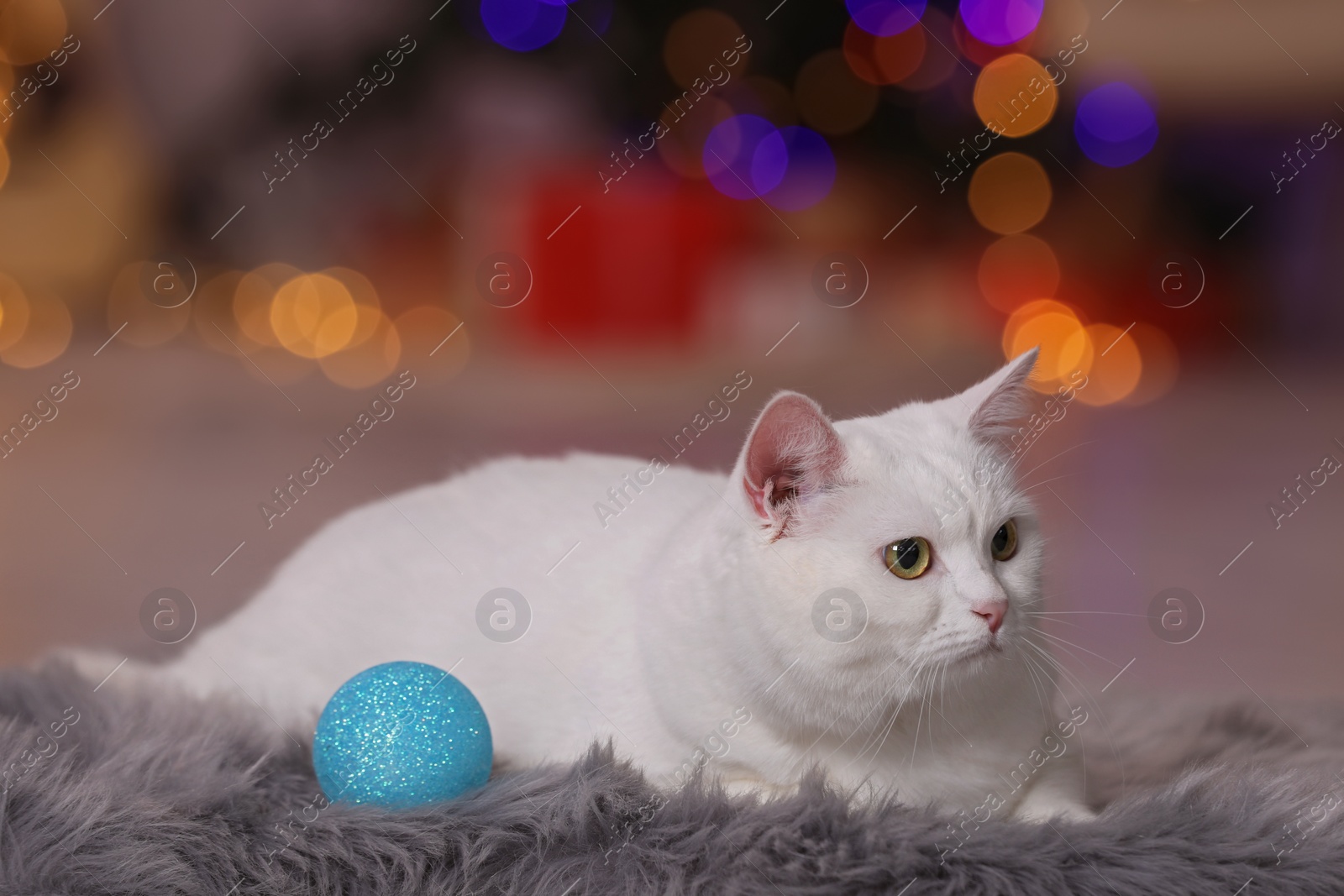 Photo of Christmas atmosphere. Adorable cat with bauble resting on rug indoors