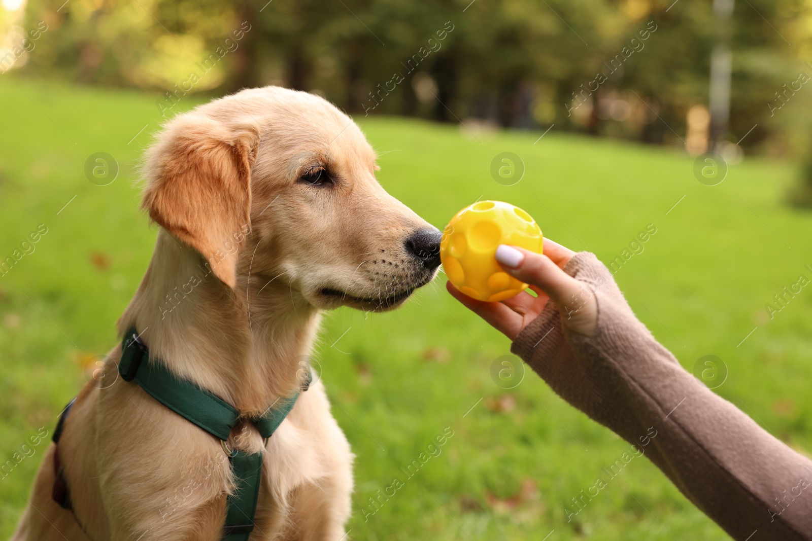 Photo of Woman playing with adorable Labrador Retriever puppy on green grass in park, closeup