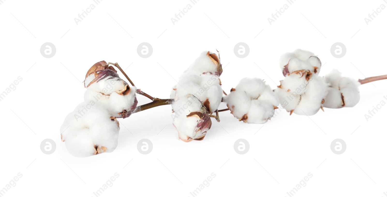 Photo of Dry cotton branch with fluffy flowers on white background