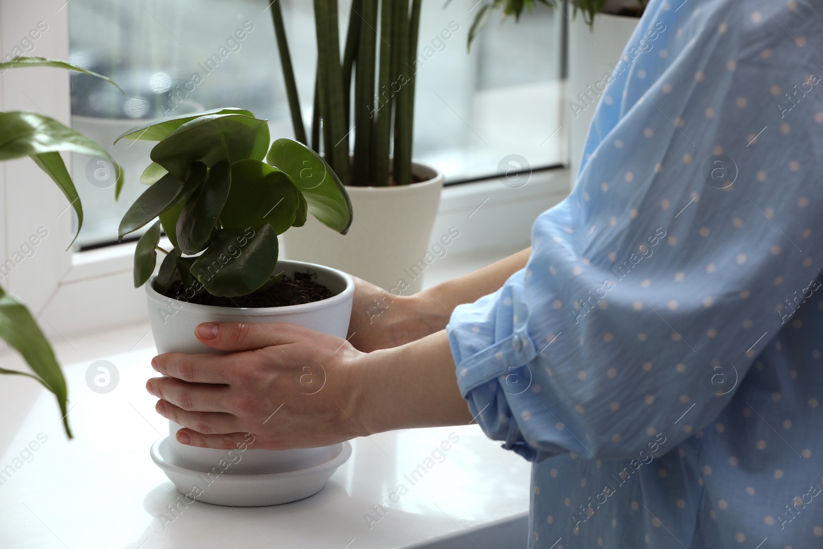 Photo of Woman holding pot with beautiful peperomia plant on windowsill indoors, closeup