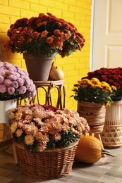 Beautiful potted fresh chrysanthemum flowers and pumpkins near yellow brick wall