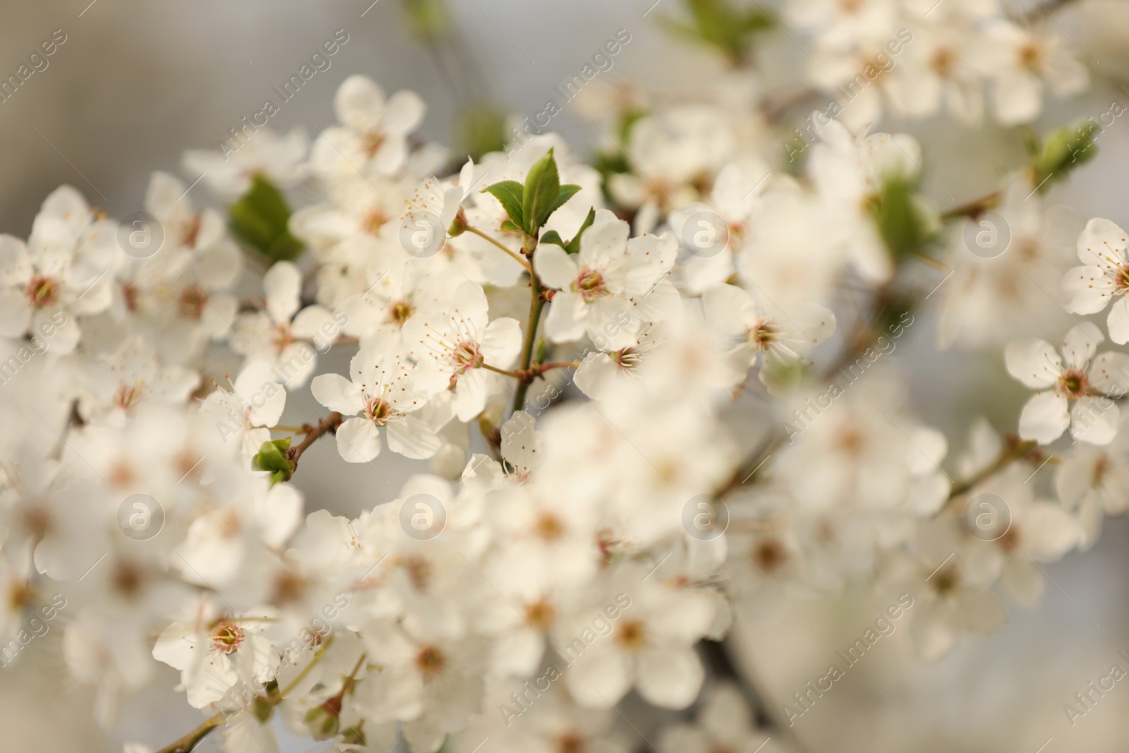 Photo of Closeup view of blossoming tree outdoors on spring day