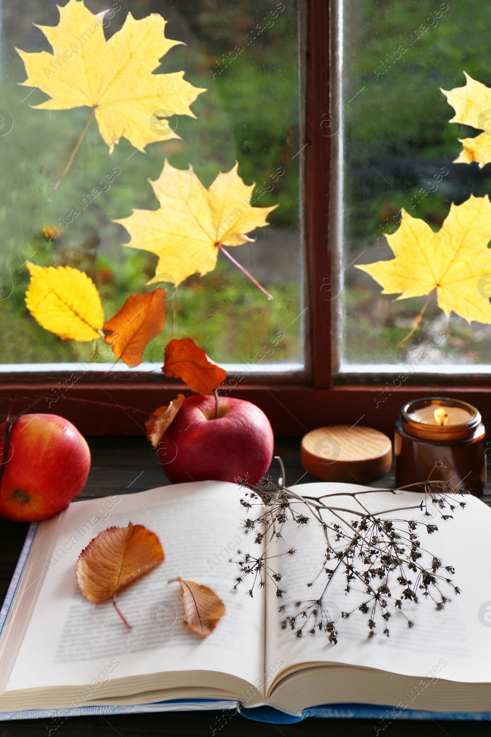 Photo of Book with dried flower, leaves as bookmark and ripe apples on table near window