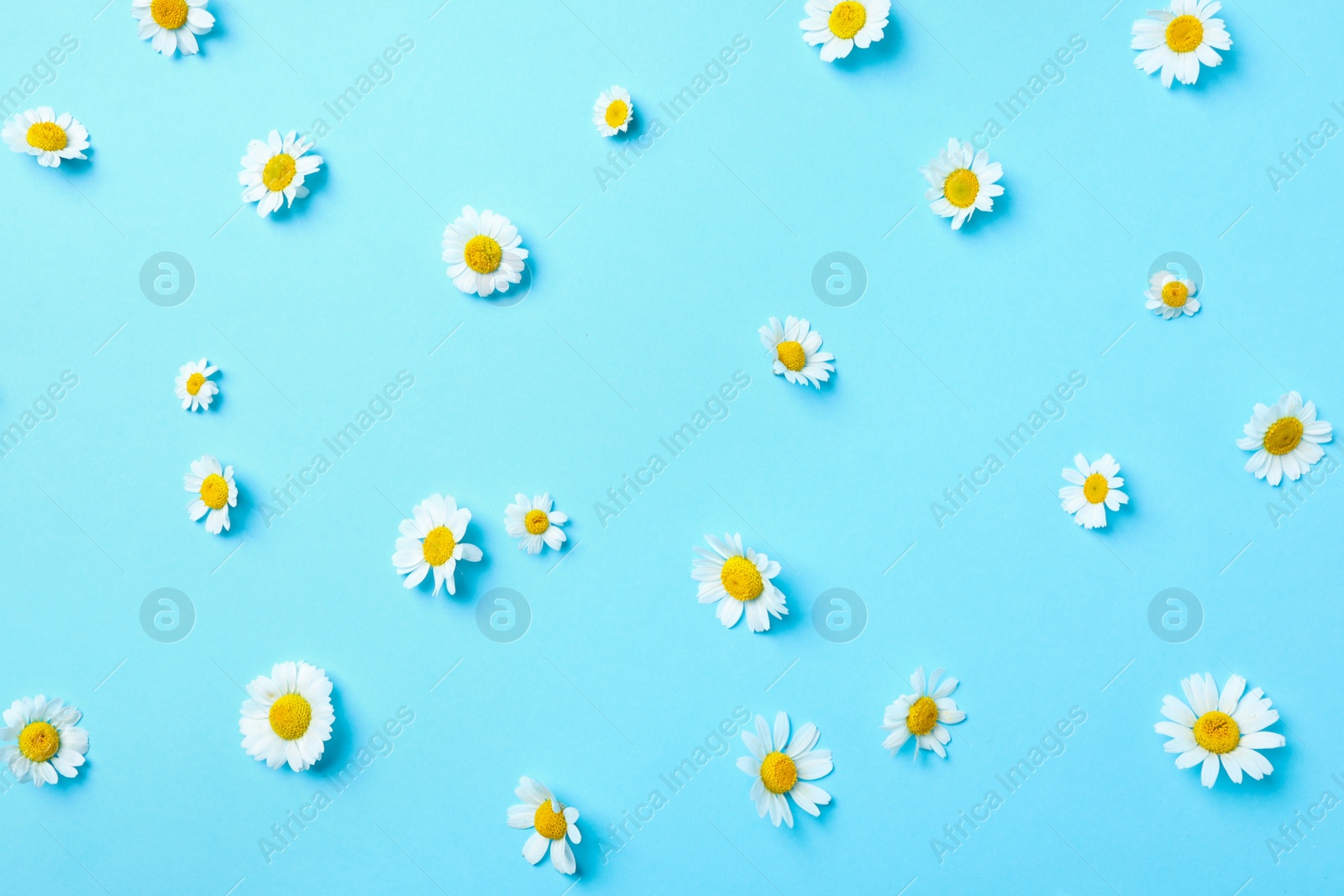 Photo of Flat lay composition with fresh chamomiles on light blue background