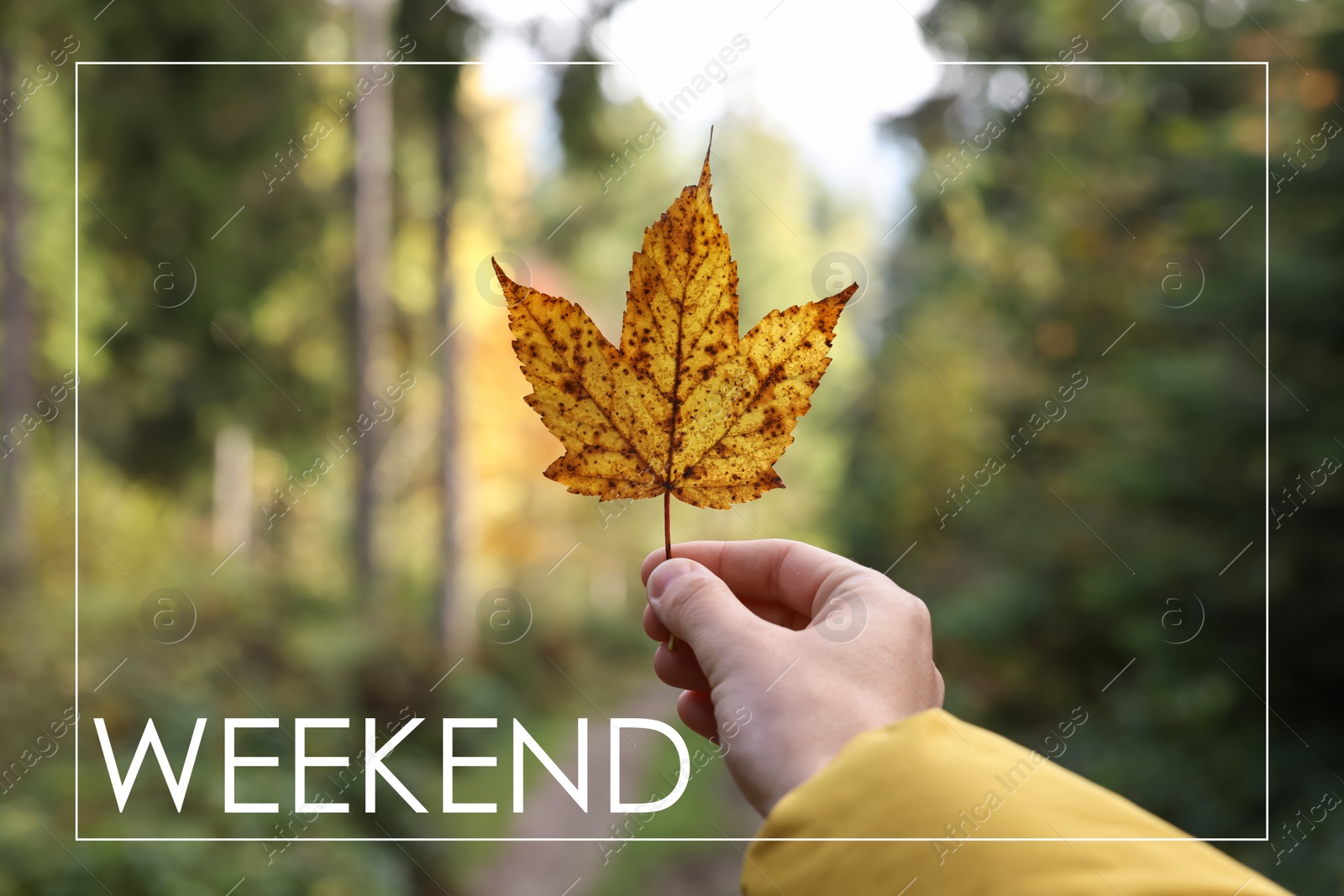 Image of Happy Weekend. Woman holding beautiful autumn leaf near forest, closeup