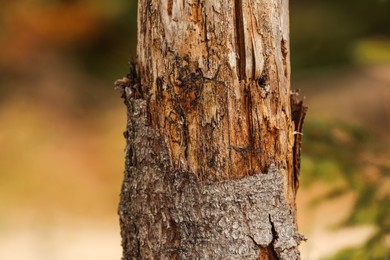 Texture of damaged bark on tree trunk outdoors, closeup