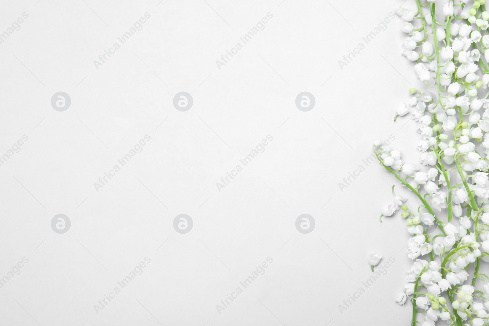 Photo of Beautiful lily of the valley flowers on light grey background, flat lay. Space for text