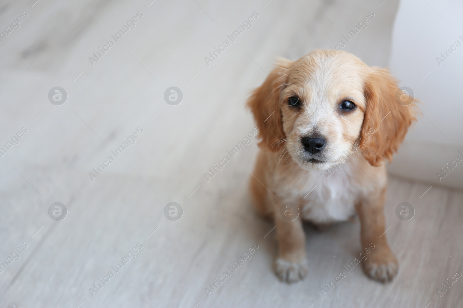 Photo of Cute English Cocker Spaniel puppy sitting on floor indoors. Space for text