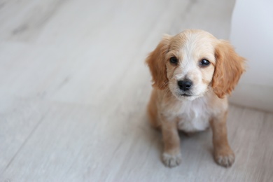 Cute English Cocker Spaniel puppy sitting on floor indoors. Space for text