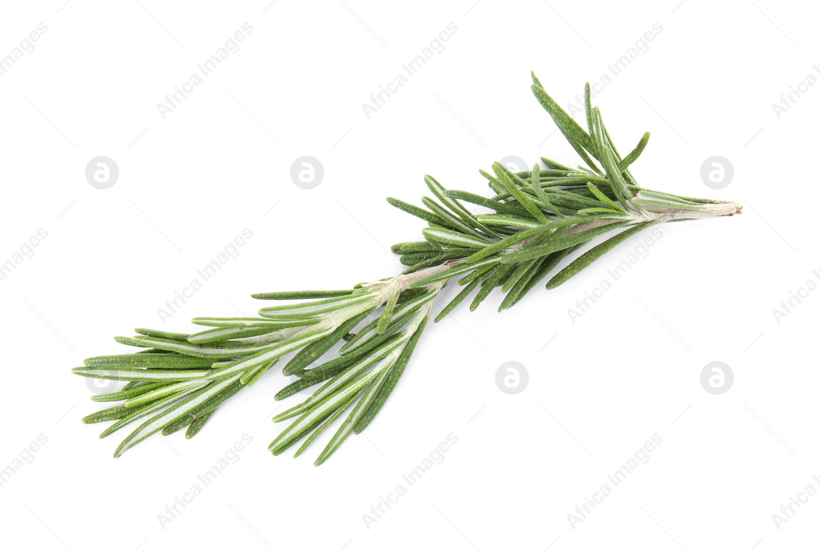 Photo of Fresh green rosemary twig on white background, top view