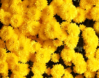 Photo of Beautiful fresh bouquet of colorful chrysanthemum flowers