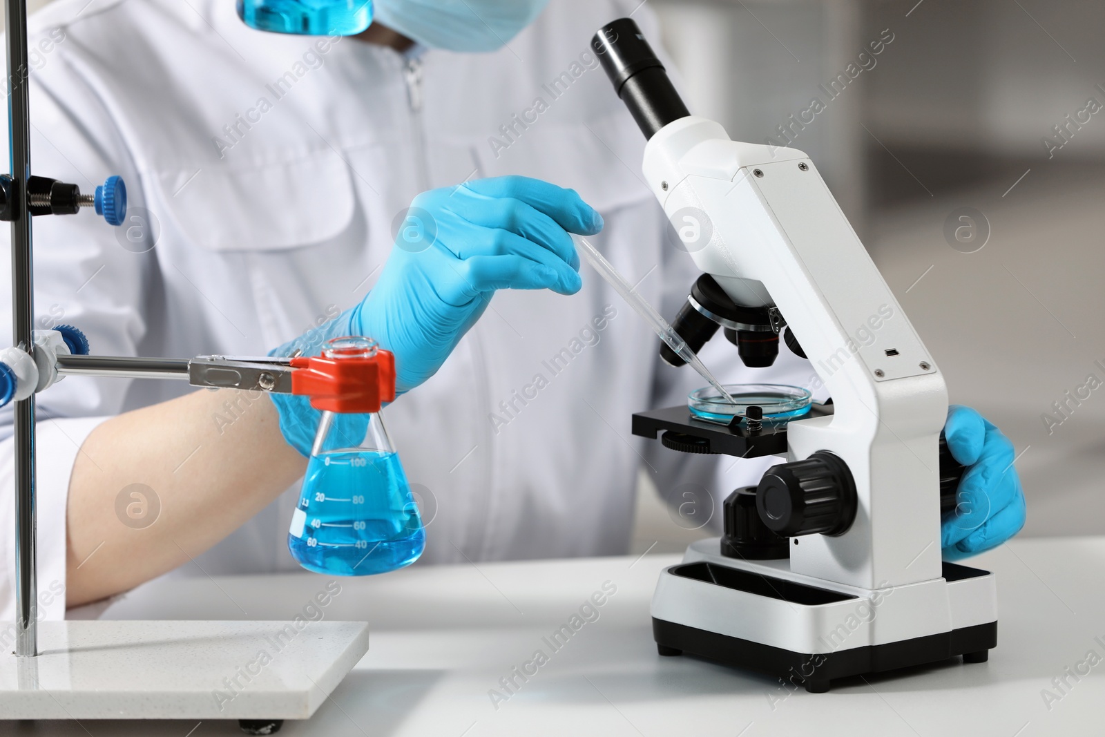 Photo of Scientist dripping sample onto Petri dish while working with microscope in laboratory, closeup