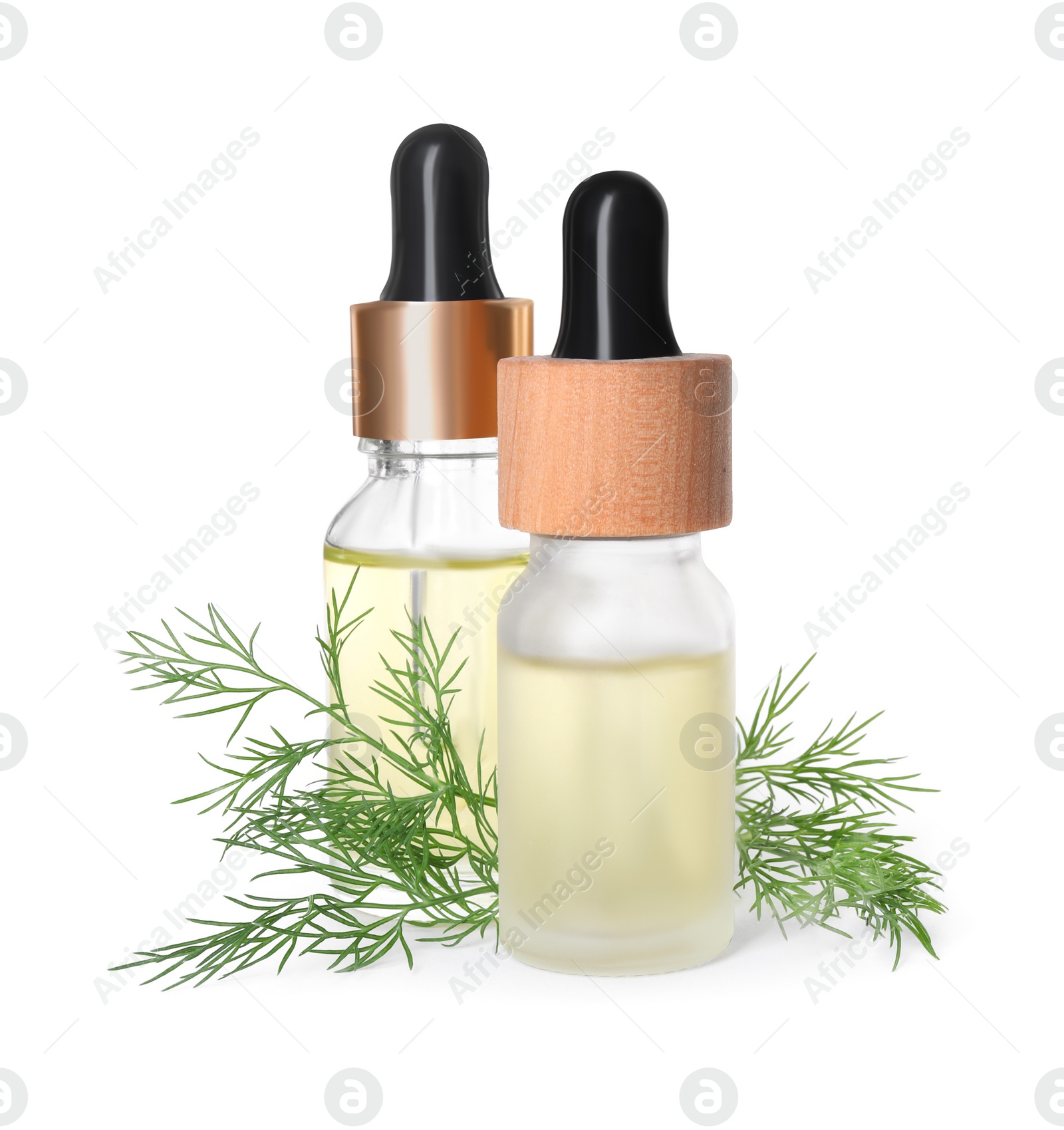 Photo of Bottles of essential oil and fresh dill isolated on white