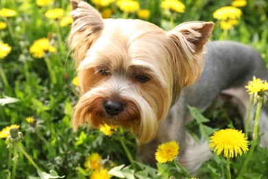 Photo of Cute Yorkshire terrier among beautiful dandelions in meadow on sunny spring day, closeup
