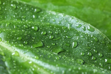 Photo of Macro view of water drops on green leaf