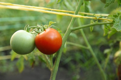 Photo of Tomatoes ripening on bush in kitchen garden, closeup